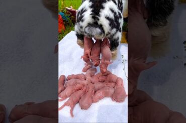 Rabbit Baby Growing Up Day By Day #cute #animals
