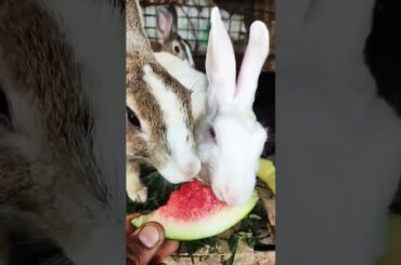 Rabbit new video 2026 #youtube #cute #bunny #funny