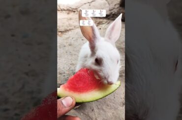 cute rabbit eating new video #youtube #funny #cute #rabbit