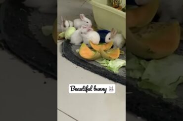 At what age can you separate baby rabbits from their mother?#bunny#rabbit#baby,#2022