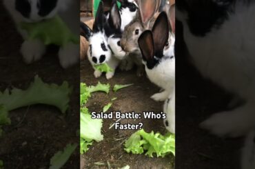 #cutebunny #bunny #shortsvideo