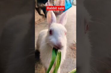 CUTE RABBIT NEW VIDEO MAY 2026 #rabbits#youtube#cute#funny