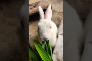 CUTE BABY RABBIT EATING FOOD #youtube #cute #funny