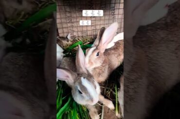 cute bunny new video 2026#bunny #cute #youtube #funny