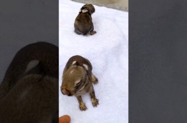 Baby Rabbit Growth First 10 Days #animals