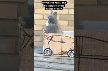 Rabbit can’t afford a Tesla, so he build his own#funny #rabbit #bunny #cute #pets #youtubeshorts