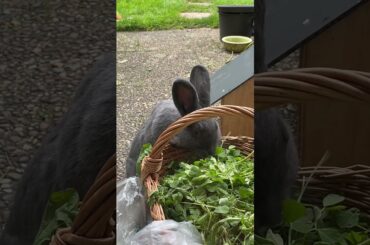 Cute rabbit stealing food from the basket #shorts #rabbit #bunny #asmr #animals