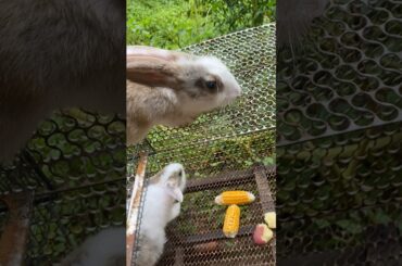 So cute #bunny #rabbit