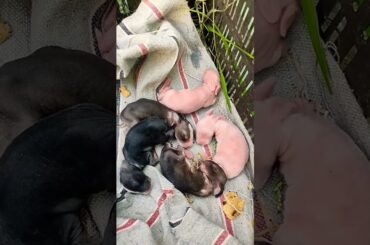 2 day new born baby rabbit new video #youtube #funny #funnycute #cute