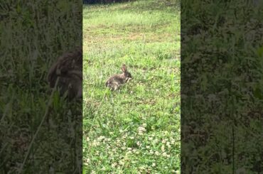 #nature #wildlife #animals #cute #bunny