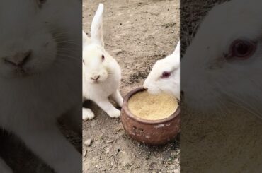 Cute Rabbit Video #rabbit #cute #bunny #pets #shorts