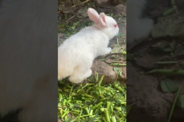 Cute baby rabbit feeding time #shorts #hatching