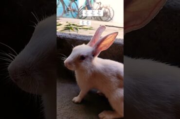 cute rabbit eating new video #youtube #funny #cute