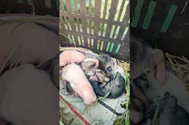 3day new born baby rabbit #youtube #funny #cute