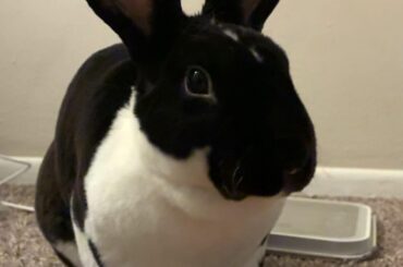 neutering questions