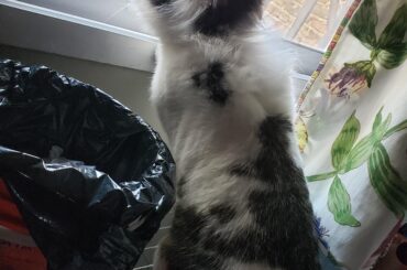 He wants to go outside 🐰