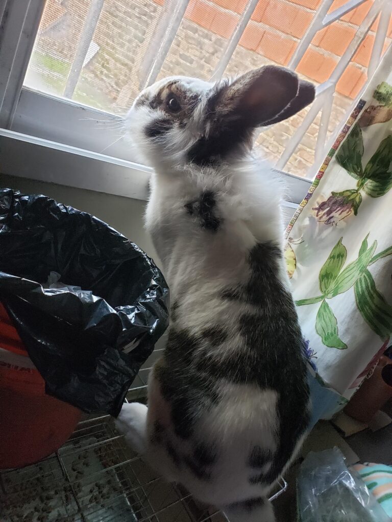 He wants to go outside 🐰