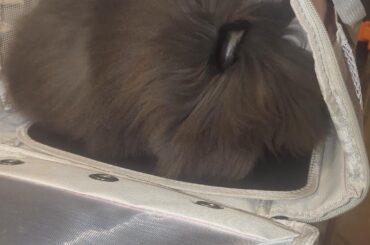 I lost one of my Bunny Babies