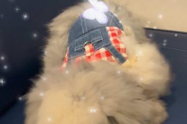 New teddywidder bunny 😭 doesn’t look real