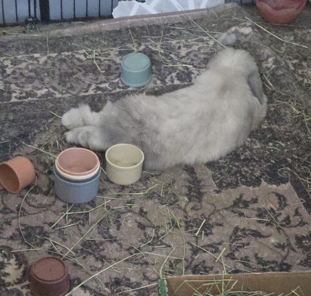 Noodled after a treacherous battle against the stacking cups