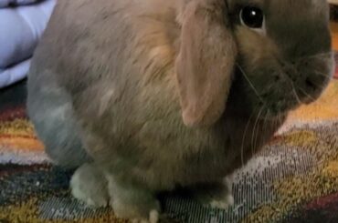 Lost rabbit update