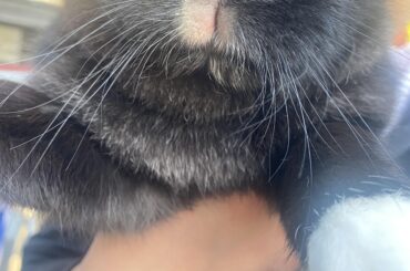 fur around mouth is white, should I be worried?
