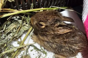 Baby bunny missing a leg