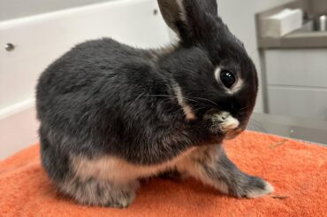 At the Vet *teehee*