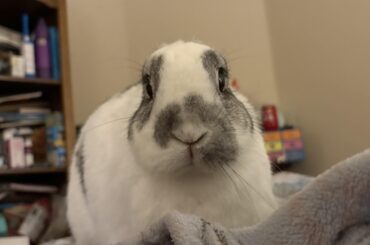 Dax would very much like to know where her ears went!
