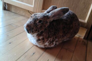 Gotta love when your bun makes a perfect loaf