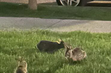 Triple bunny!