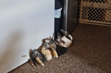 Trying to blend in with each other