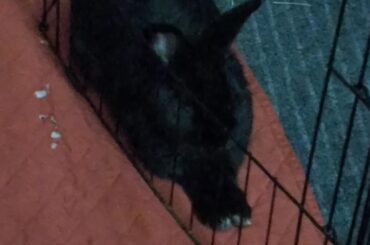 Bun has stasis (old photo)