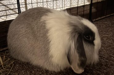 Gray and white🐇
