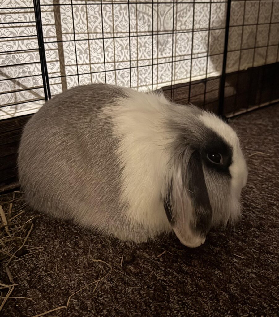 Gray and white🐇