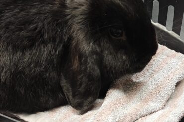 Rabbit's slow heart beat?