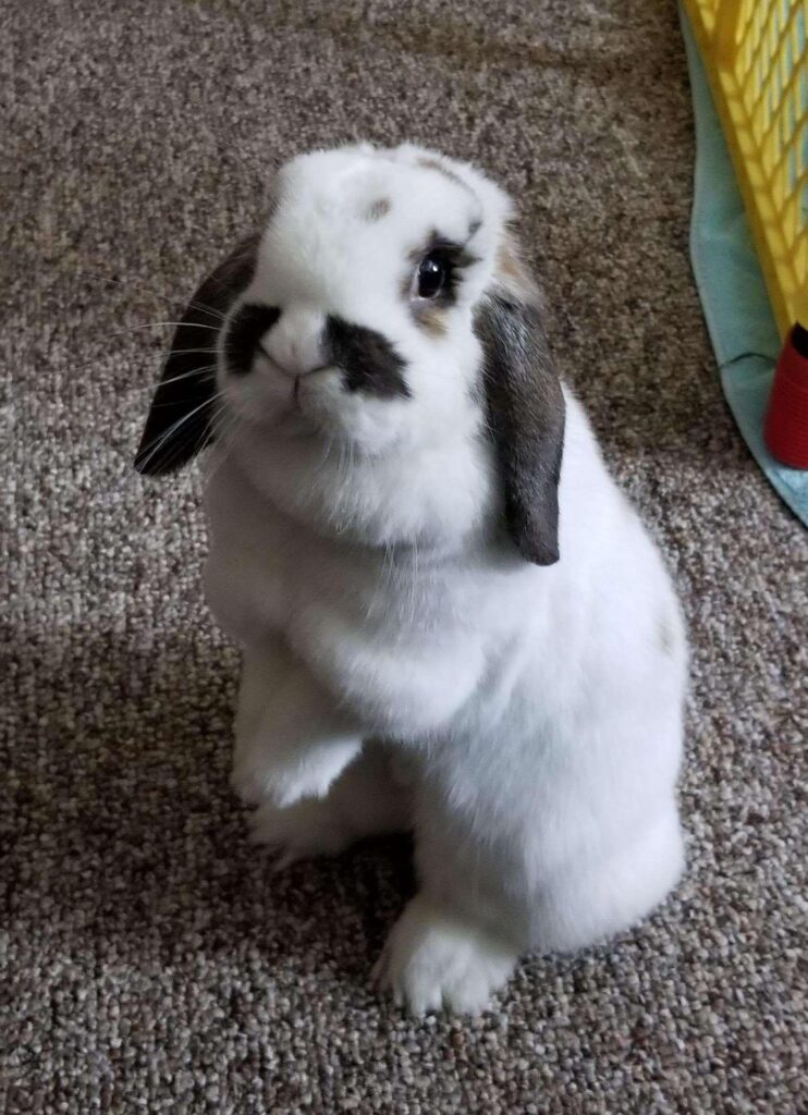 Finally got a pic of Poppy standingShe a bit camera shy about it 🐰