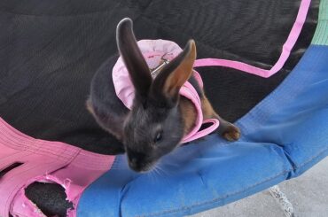 Bun Bun
