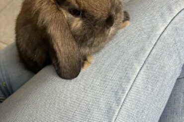 I was having a normal day until this tiny bunny decided to sit on my lap. What would you name this little cutie?