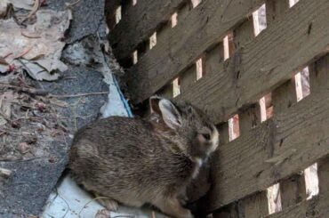 should i help this bunny?
