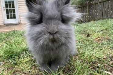 Distinguished gentlebun 🐰