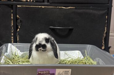 new member