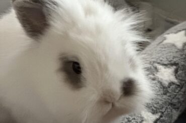 I know there are many bunnies who look like mine, but when I look at this cute face, I know he is my bun and I could recognize him anywhere. And he is not a fan of photo sessions 😂