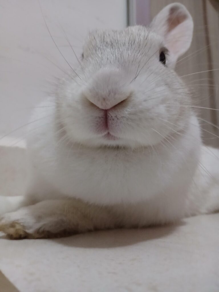 This bnuy caused a lot of damage by chewing up 5 pairs of new flip-flops