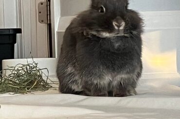 What’s her breed (aside from lionhead)