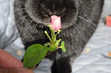 Jet would like you to have this flower :)