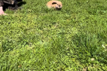Wade taking off with his ears soon