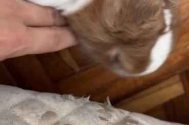 Do they break your beds too? How do you prevent it?