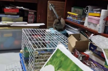 Found an old video of baby Dusty