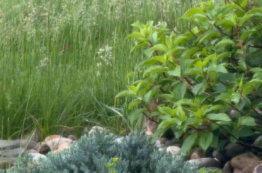 This little guy is still sticking around. I hope they found their paradise 🙏🐰We were worried after the lawn treatment guys came without a warning yesterday…